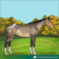 Horse Color:Buckskin Dun Blanket Rabicano