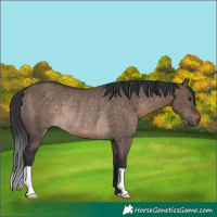 Horse Color:Brown Dun Rabicano 