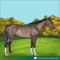 Horse Color:Brown Dun Rabicano