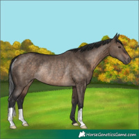 Horse Color:Brown Dun Rabicano