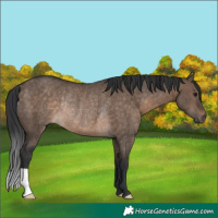 Horse Color:Brown Dun Rabicano 
