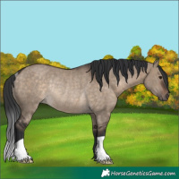 Horse Color:Brown Dun Rabicano 