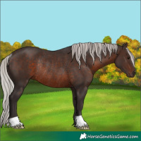 Horse Color:Silver Brown Rabicano 