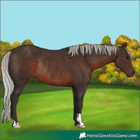 Horse Color:Silver Brown Rabicano 