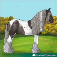 Horse Color:Silver Brown Tobiano Rabicano