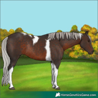 Horse Color:Silver Brown Tobiano Rabicano