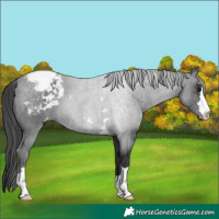 Horse Color:Black Appaloosa