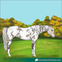 Horse Color:White Spotted Silver Smoky Grullo Near Leopard