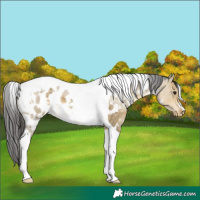 Horse Color:White Spotted Buckskin Dun Tobiano Appaloosa 