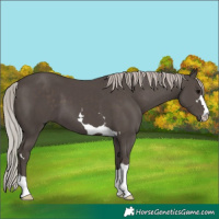 Horse Color:Silver Black