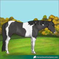Horse Color:Black Tobiano