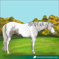 Horse Color:Silver Smoky Black Tobiano Appaloosa 