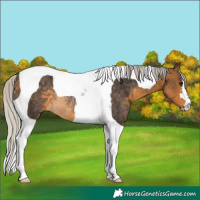 Horse Color:Silver Buckskin Tobiano Rabicano