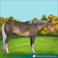 Horse Color:Silver Smoky Black