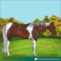 Horse Color:Silver Brown Tobiano 