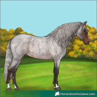 Horse Color:Silver Brown Roan 