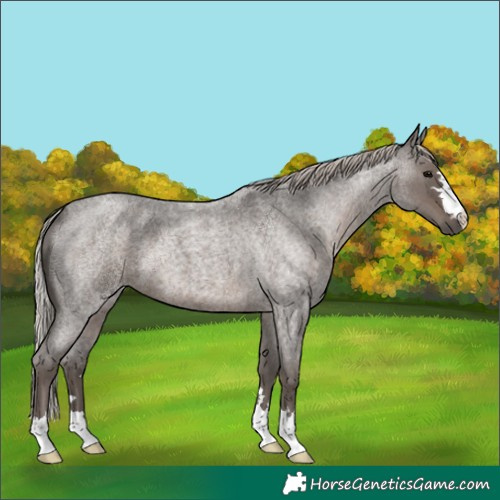 Horse Color:Silver Blue Roan 