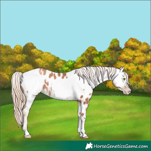 Horse Color:Gold Champagne Near Leopard  and Gold Champagne Near Fewspot 