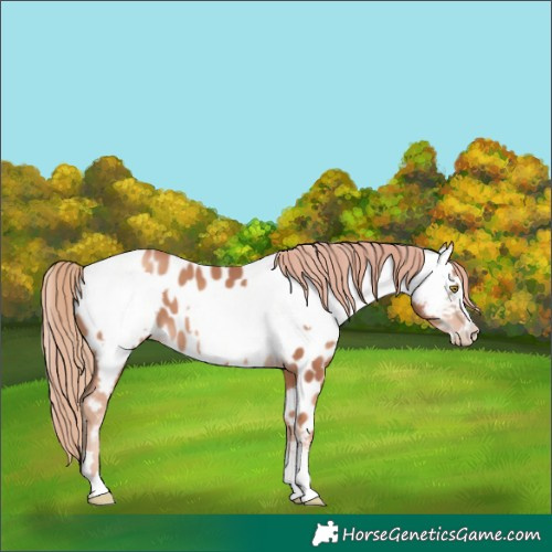 Horse Color:Gold Champagne Appaloosa  and Gold Champagne Appaloosa 
