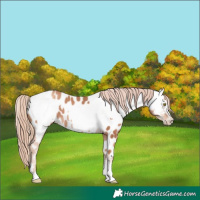 Horse Color:Gold Champagne Appaloosa  and Gold Champagne Appaloosa 