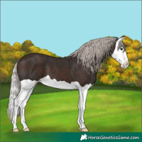 Horse Color:Silver Brown Splash