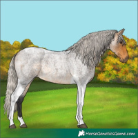Horse Color:Silver Buckskin Roan Tobiano