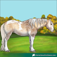 Horse Color:Silver Buckskin Ice Onyx Tobiano Appaloosa 