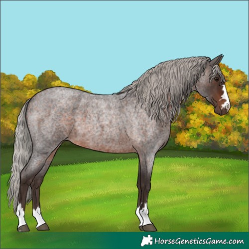 Horse Color:Silver Brown Roan 