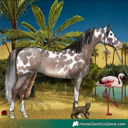 Horse Color:Liver Red Roan Splash Tobiano Skewed Appaloosa Rabicano