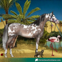 Horse Color:Liver Red Roan Splash Tobiano Skewed Appaloosa Rabicano 
