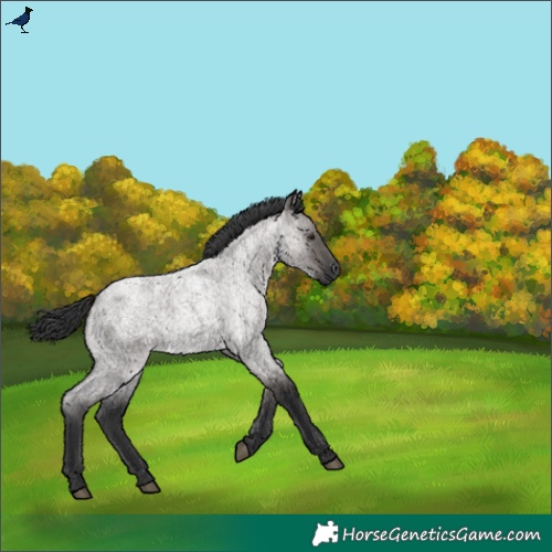 Horse Color:Grullo Roan 