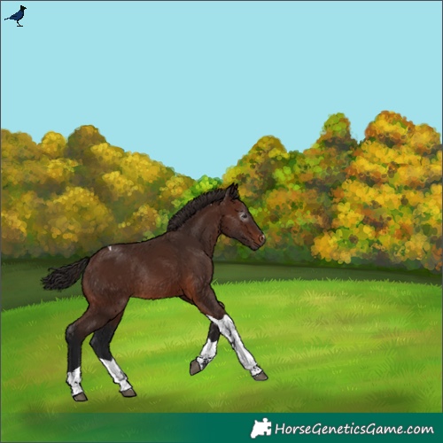 Horse Color:Gray Bay Tobiano Rabicano