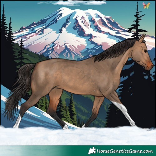 Horse Color:Bay Dun Tobiano