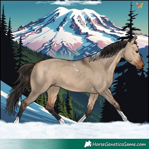 Horse Color:Bay Dun Tobiano 