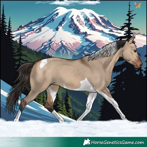 Horse Color:Bay Dun Tobiano