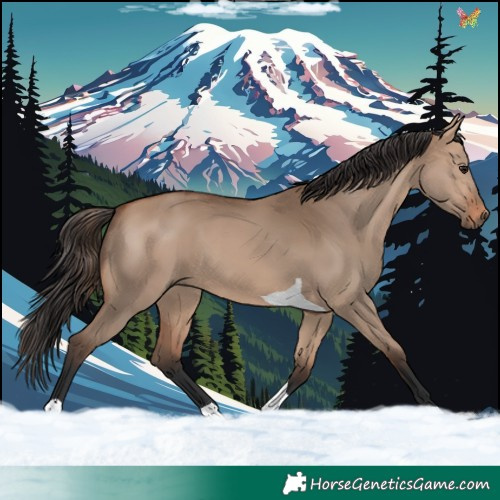 Horse Color:Bay Dun Tobiano