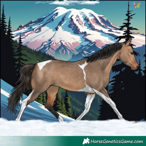 Horse Color:Bay Dun Tobiano