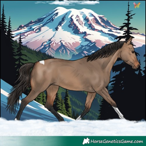 Horse Color:Bay Dun Tobiano