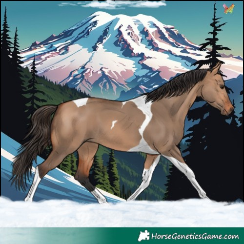 Horse Color:Bay Dun Tobiano 