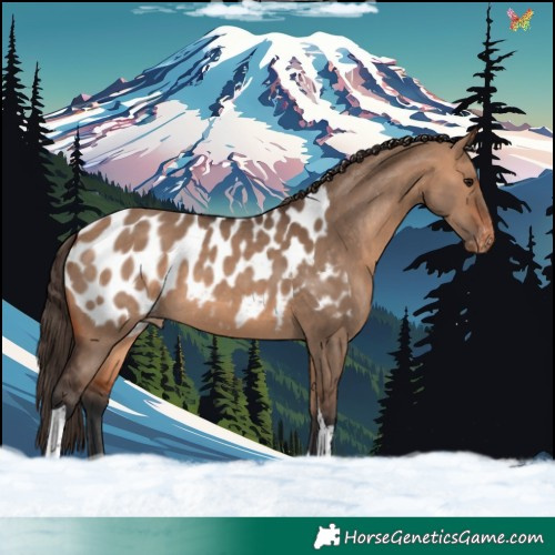 Horse Color:Bay Dun Tobiano Appaloosa 