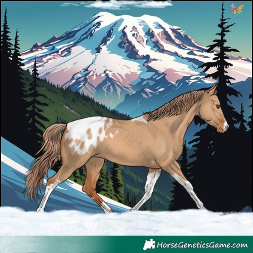 Horse Color:Red Dun Tobiano Blanket Rabicano 