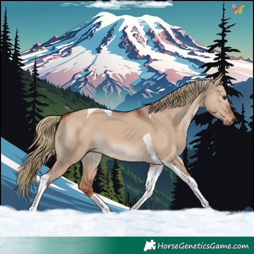 Horse Color:Red Dun Tobiano