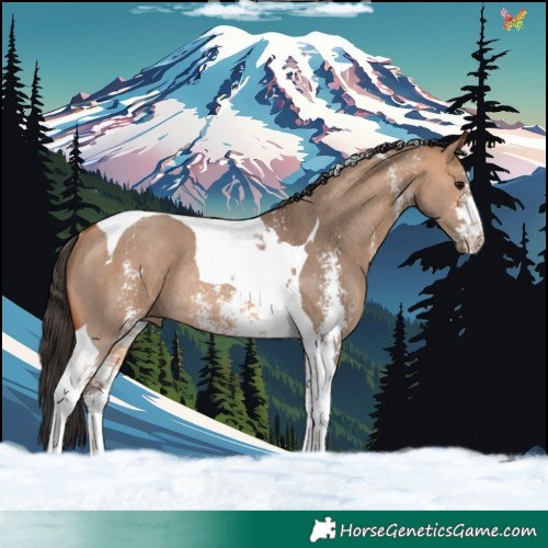 Horse Color:Bay Dun Sabino Tobiano Rabicano 