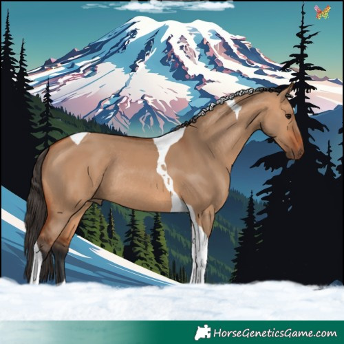 Horse Color:Bay Dun Tobiano Rabicano 