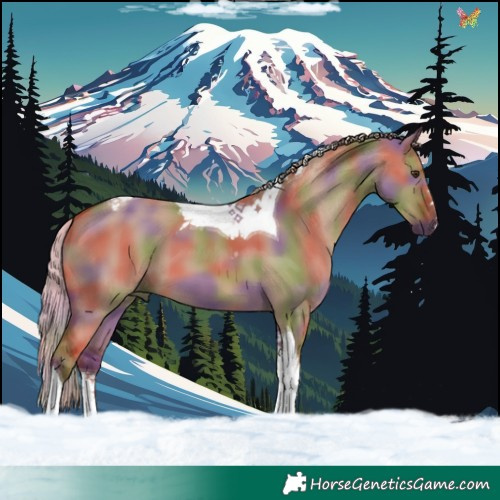 Horse Color:Nacre Red Dun Tobiano 