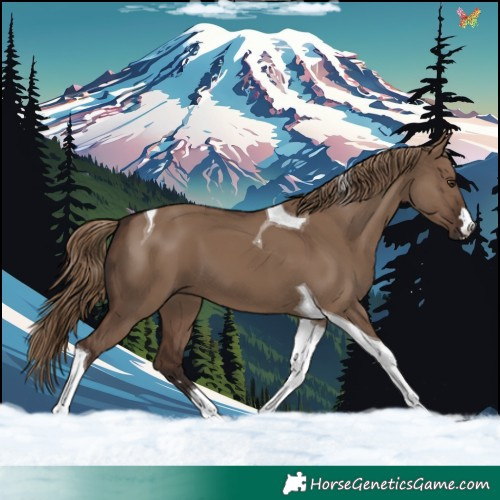 Horse Color:Liver Red Dun Tobiano 