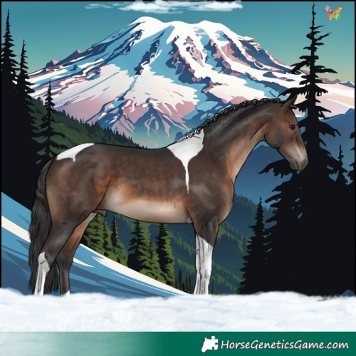 Horse Color:Brown Tobiano