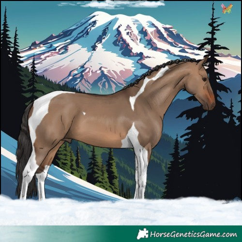 Horse Color:Brown Dun Tobiano 