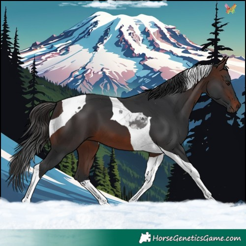 Horse Color:Brown Tobiano 