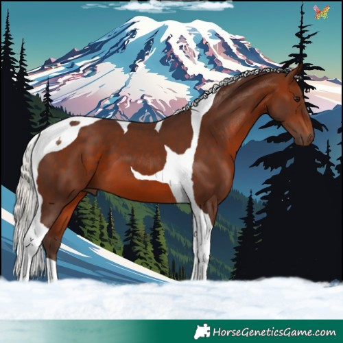 Horse Color:Silver Brown Tobiano 